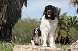 LANDSEER & CAVALIER KING CHARLES 070